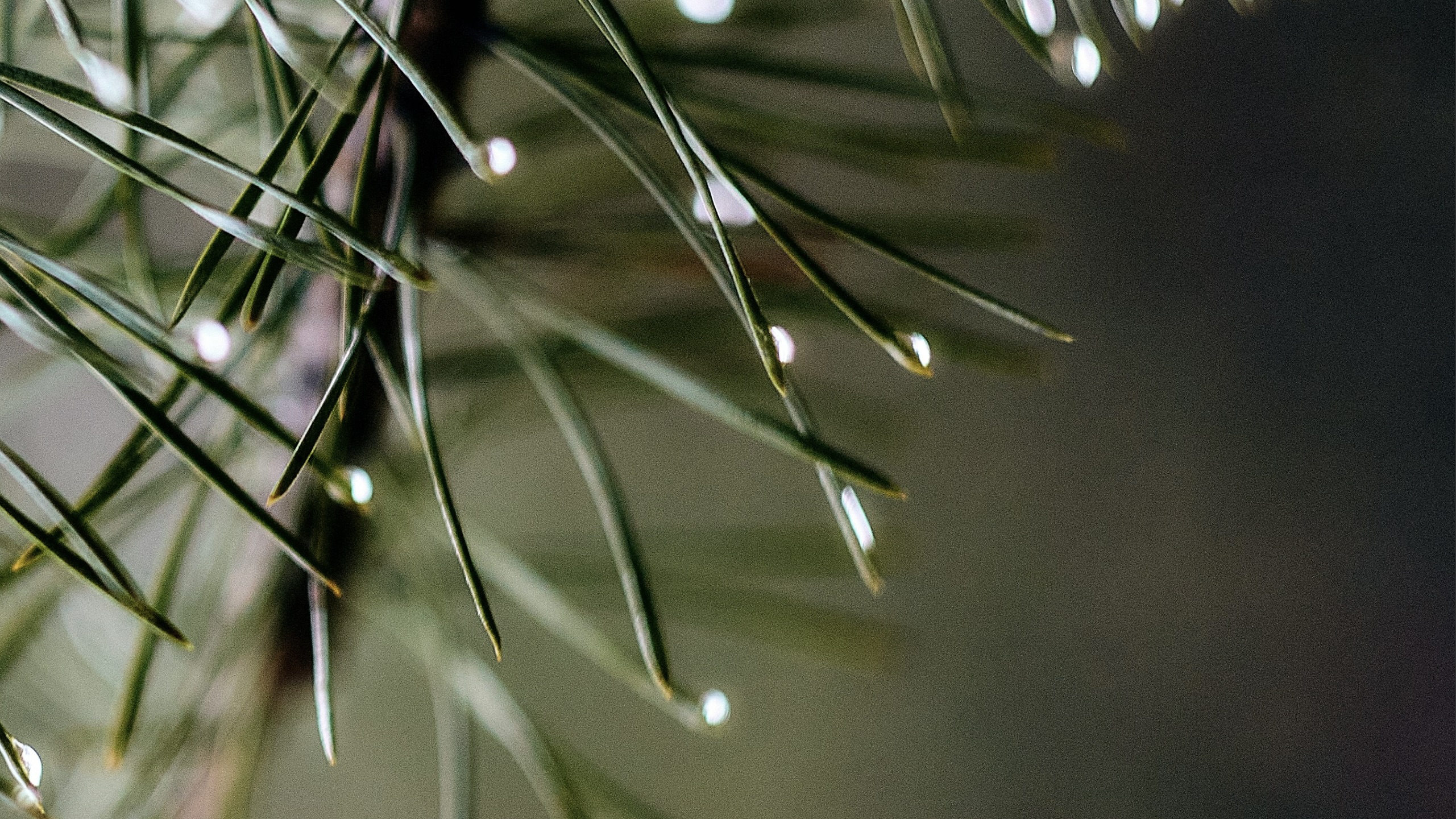Pine needles with morning dew